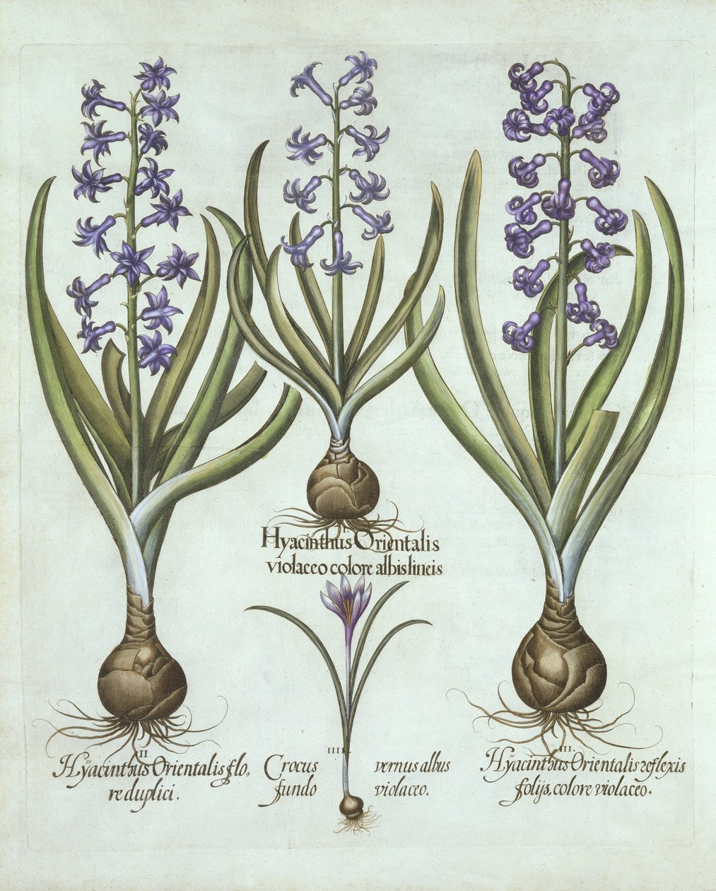 ヒヤシンスとオータムクロッカス、Hortus Eystettensis作、Basil Besler（1561-1629）、パブ。 1613（手塗りの彫刻） 作： ドイツ語学校