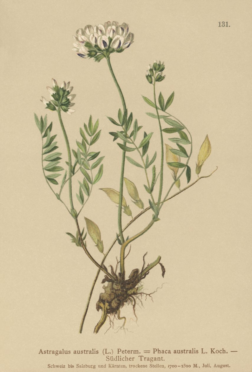 インディアンミルクヴェッチ（Astragalus australis、Astragalus aboriginum、Phaca australis） 作： ドイツ語学校