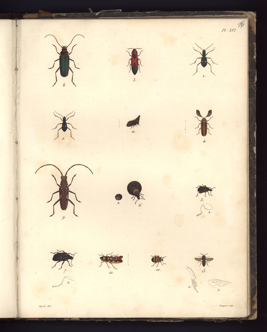 Insecta、Pl。XVI、大西洋地域、新大陸の内部、および南海で179年間に行われた、動物学および比較解剖学の大要の図解 作： ドイツ語学校