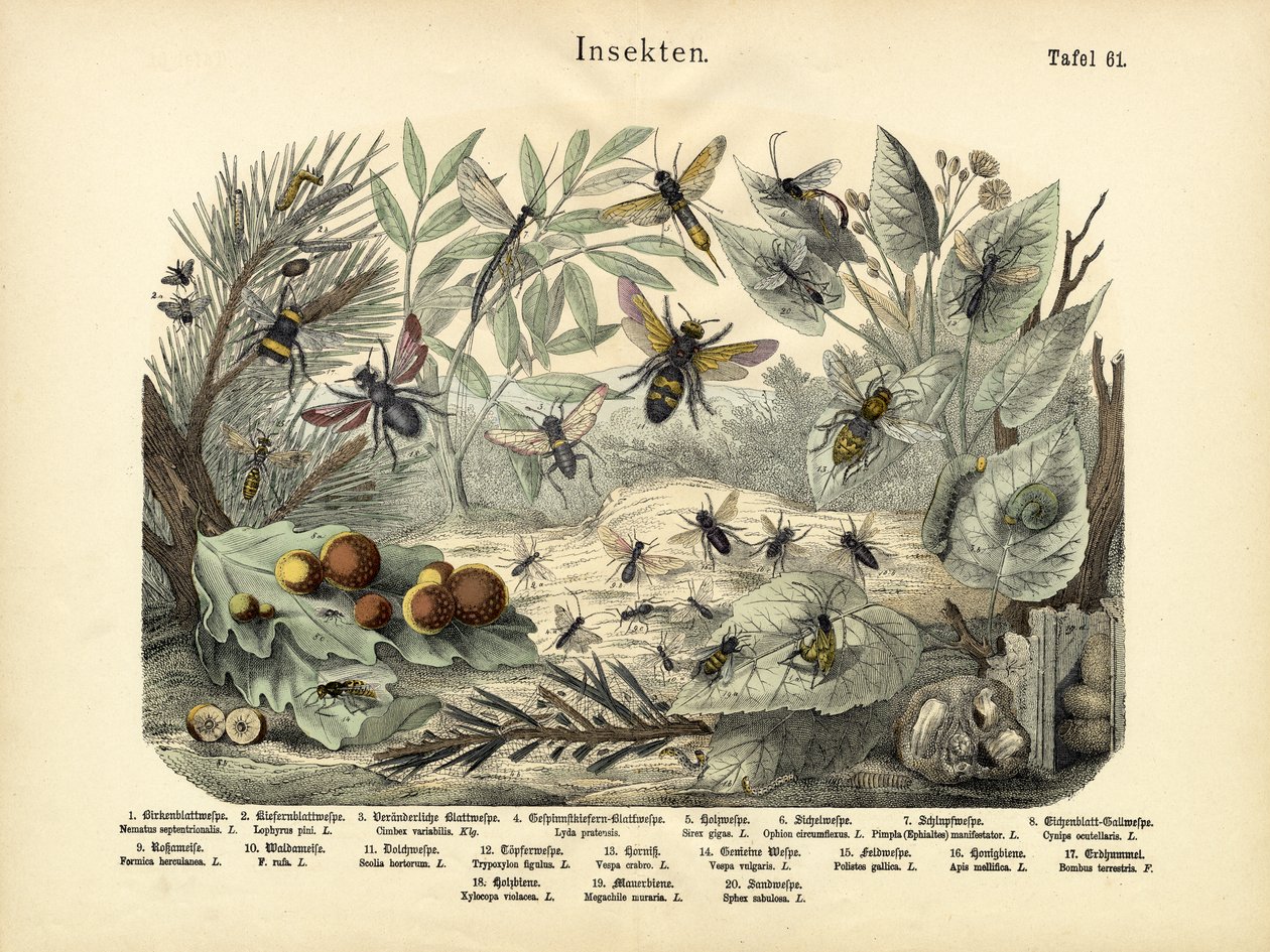 昆虫、1860年頃 作： ドイツ語学校