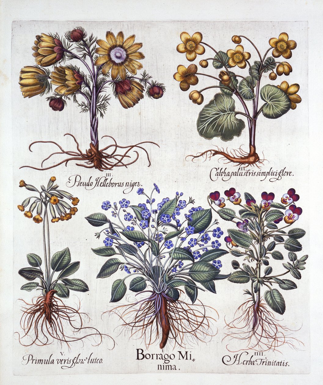 Ipheion Rolf Fiedler Spring Starflower、Marsh Marigold、Pseudo Helleborus、Viola Tricolor、Cowslip、Hortus Eystettensis、Basil Besler（1561-1629）、パブ。 1613（手塗りの彫刻） 作： ドイツ語学校