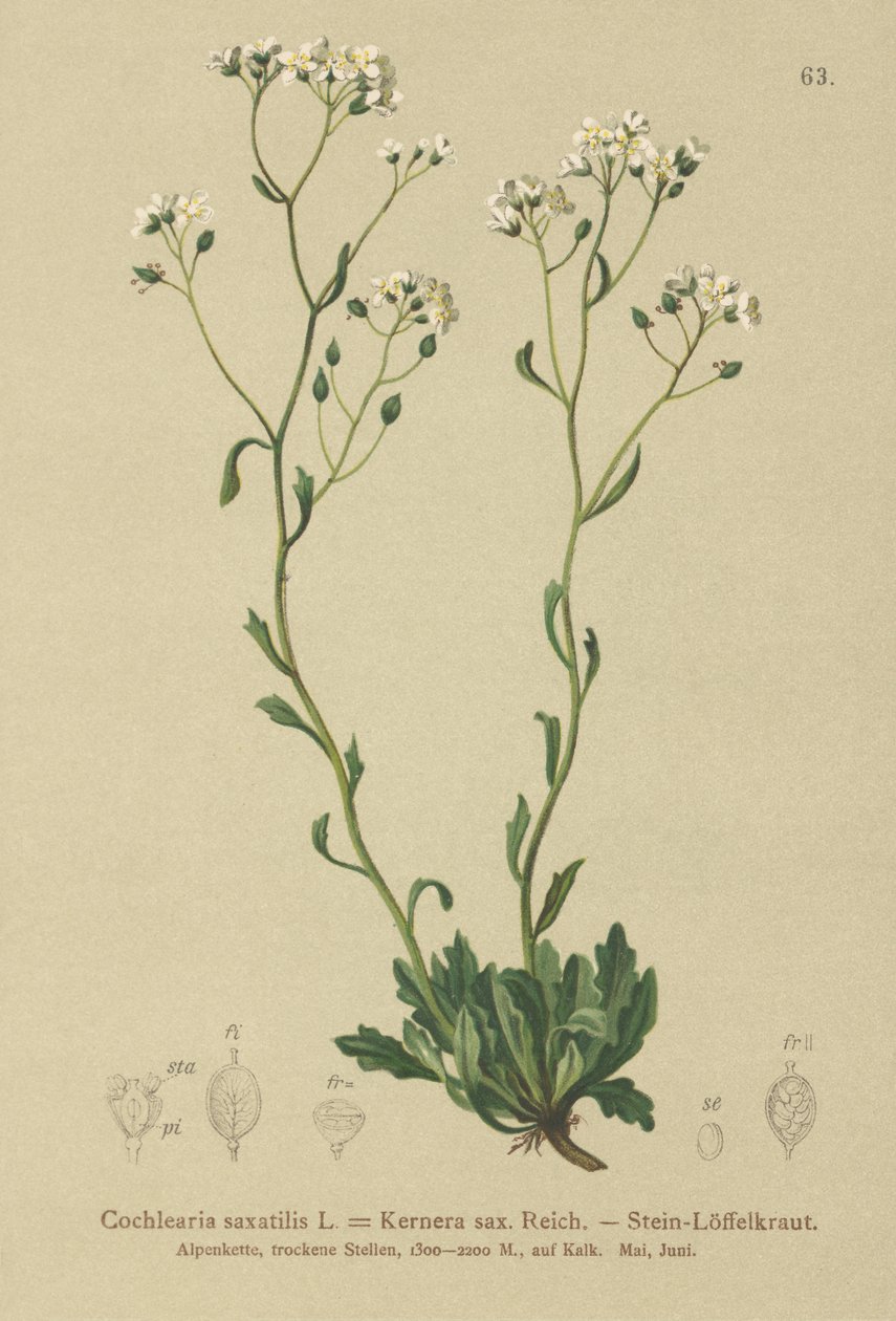 ケルネラ（Kernera saxatilis、Cochlearia saxatilis） 作： ドイツ語学校