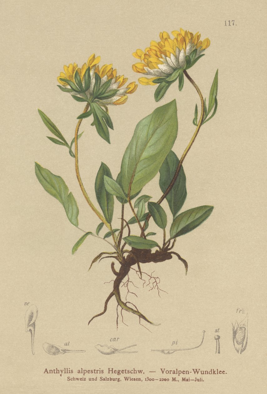 腎臓ベッチ（Anthyllis alpestris、Anthyllis vulneraria var。alpestris） 作： ドイツ語学校