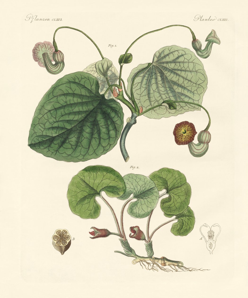 アリストロキアの植物の種類（彩色済み彫刻 作： ドイツ語学校