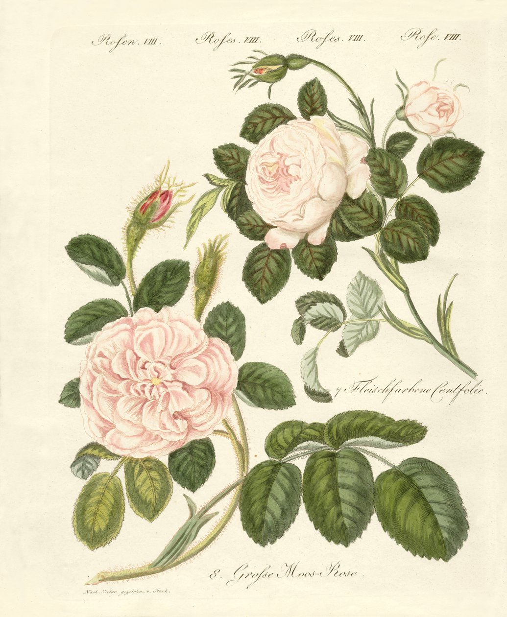 薔薇の種類（彩色彫刻 作： ドイツ語学校