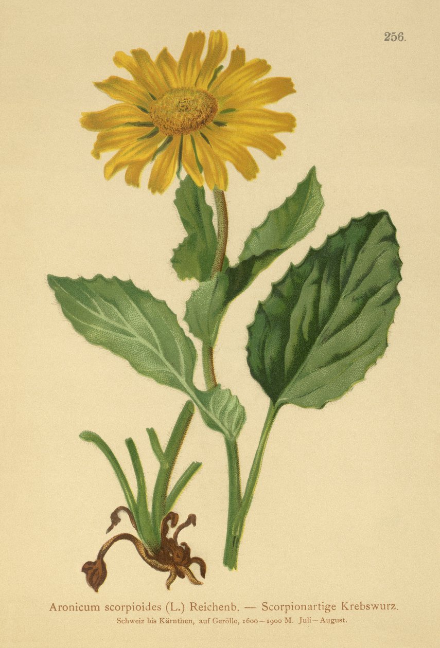大輪ヒョウのベイン（Aronicum scorpioides、Doronicum grandiflorum） 作： ドイツ語学校