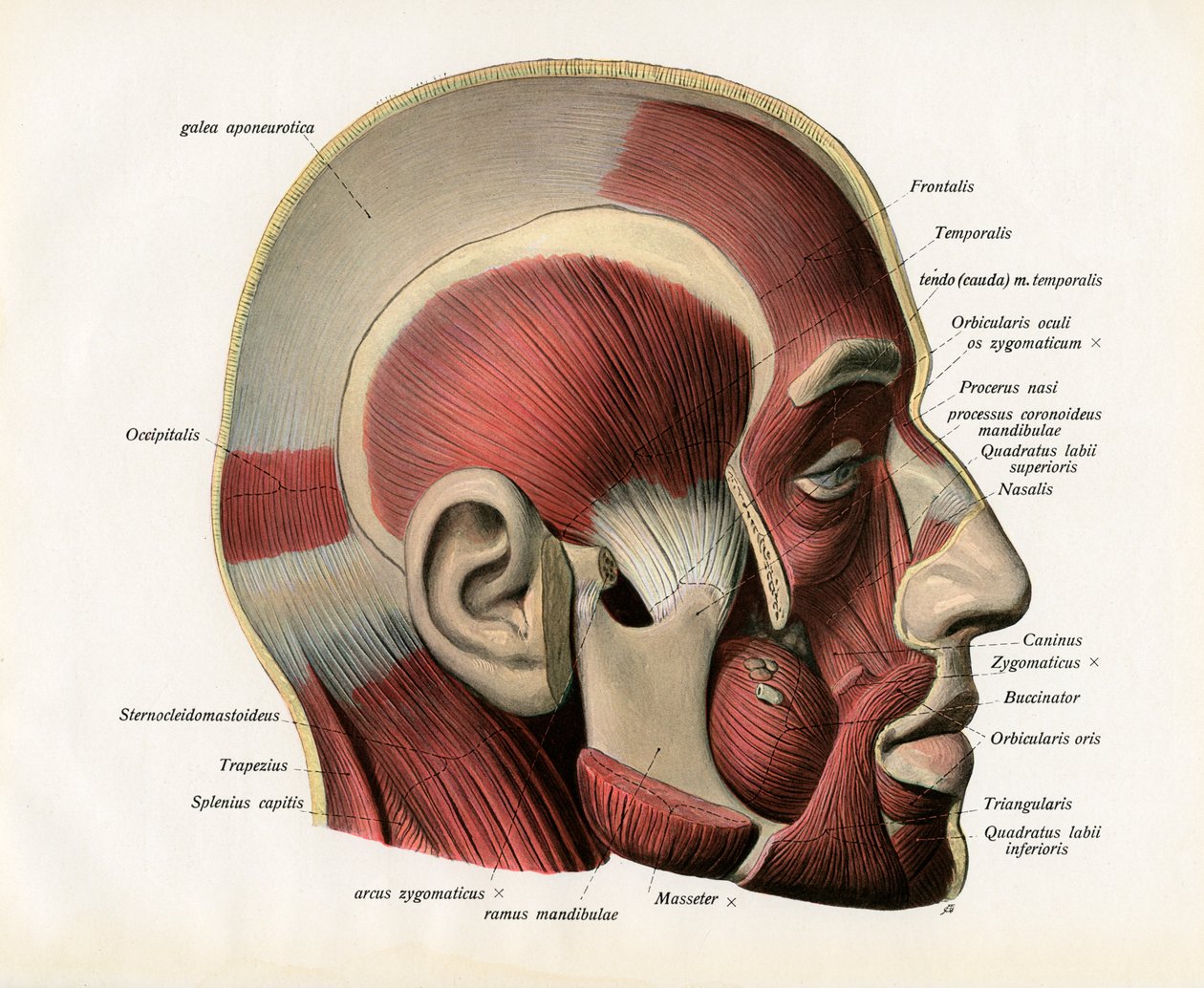 人間の顔の筋肉を横から見た図 作： ドイツ語学校