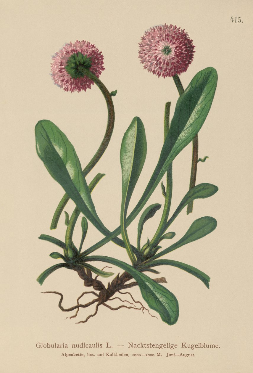 葉のない茎のグロブラリア（Globularia nudicaulis） 作： ドイツ語学校