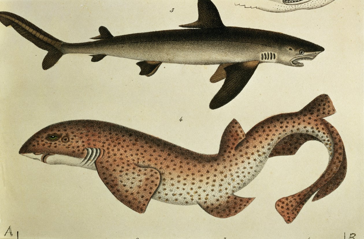 より少ない斑点を付けられたドッグフィッシュ、HRシンツによる「魚の自然史とイラスト」からのPl.93、1836 作： ドイツ語学校