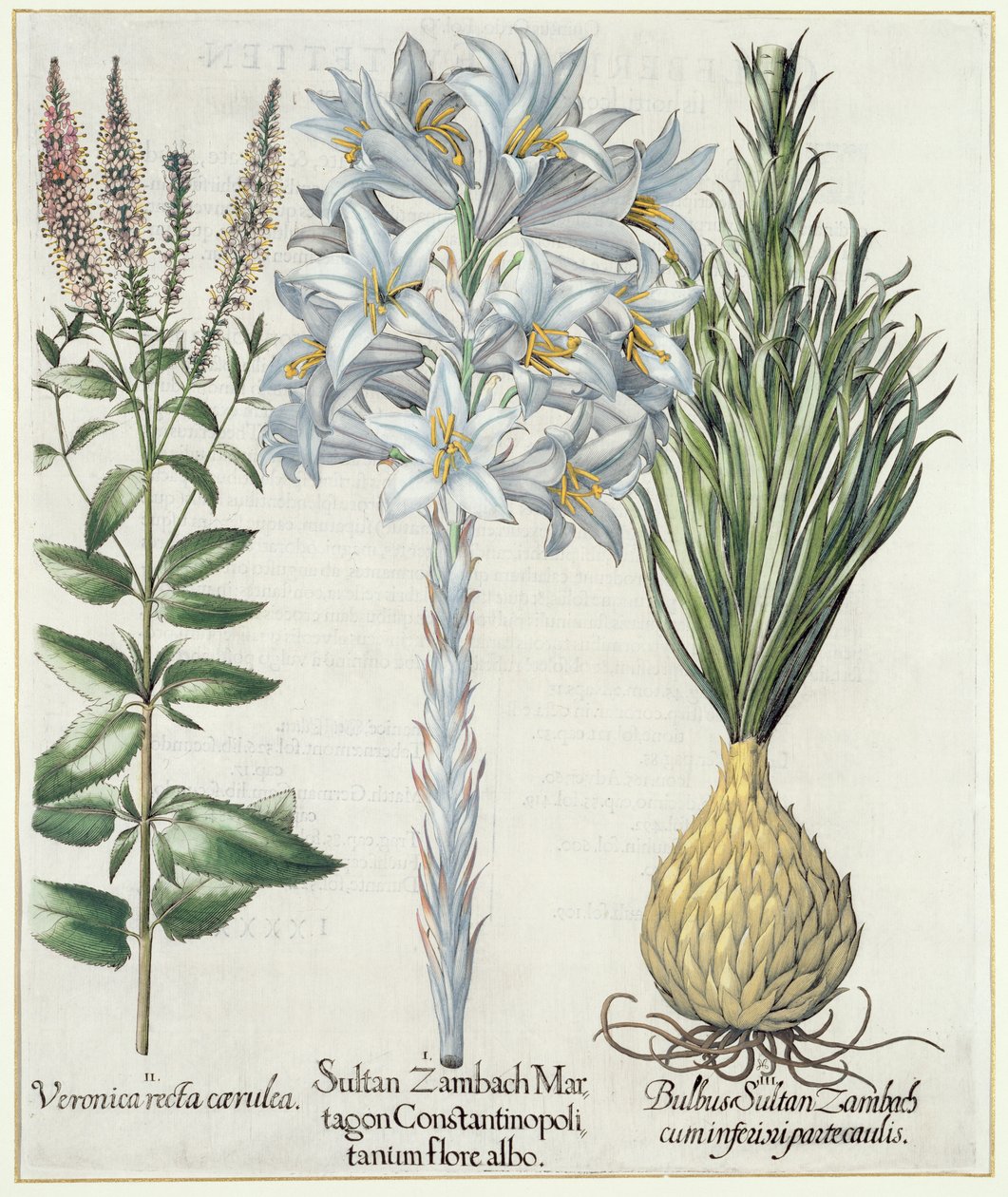 リリー：1.Sultan Zambach Martagon Constantinople白い花2.Veronica line carnlea 3.Bulbus Sultan Zambach cuminfeunipartecaulis、バジルベスラーによるEystettensis（1561-1629）、パブ。 1613 作： ドイツ語学校