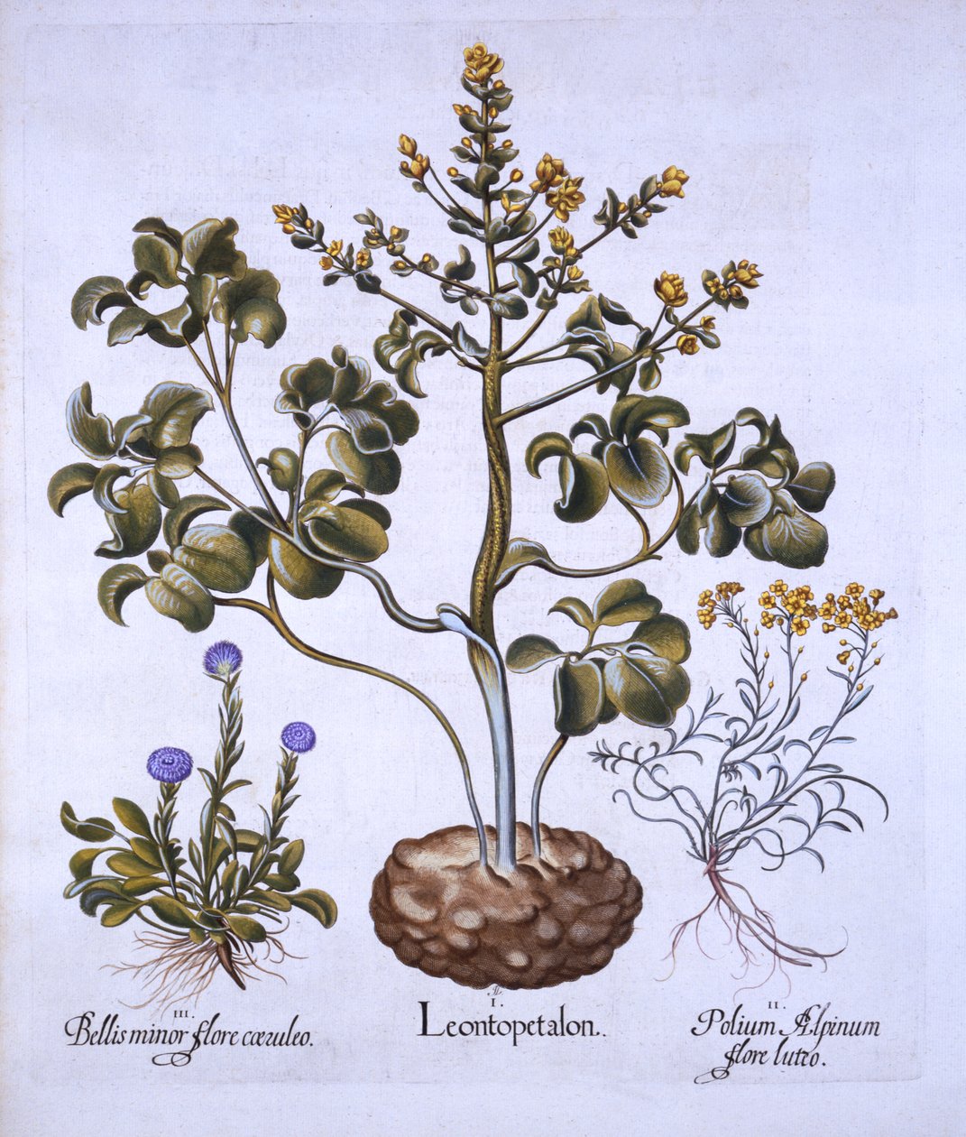 ライオンの葉と高山の花、Hortus Eystettensis、Basil Besler（1561-1629）、パブ。 1613（手描きの彫刻） 作： ドイツ語学校