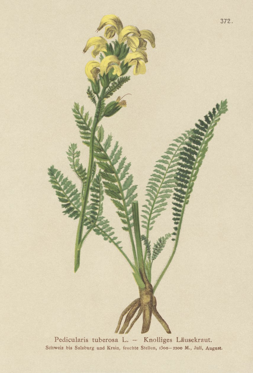 長いくちばしの黄色のシラミ（Pedicularis tuberosa） 作： ドイツ語学校