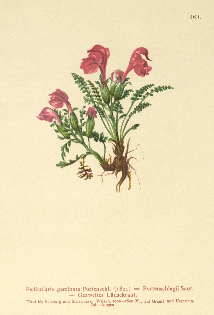 シラミ（Pedicularis geminata、Pedicularis Portenschlagii、Pedicularis pumila） 作： ドイツ語学校
