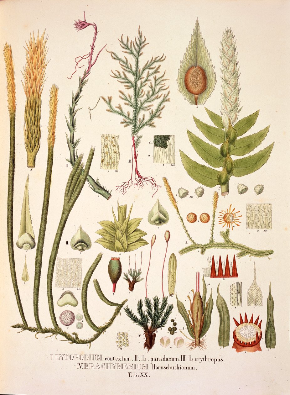 LycopodiumとBrachymenium、表XX（Johann Baptist Von SpixとCarl Friedrich Von Martiusの「Plantarum Cryptogamicarum Brasiliensium」より）。 作： ドイツ語学校