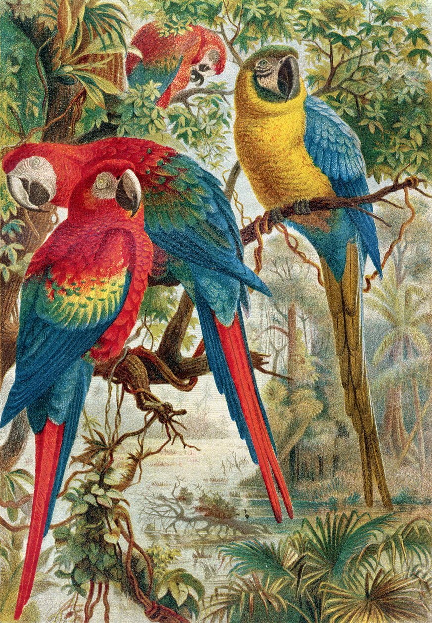 コンゴウインコ、ブレームスティアレーベンのプレート：Allgemeine Kunde des Tierreichs、vol.5、p.60、Bibliographisches Institut、1892年発行 作： ドイツ語学校
