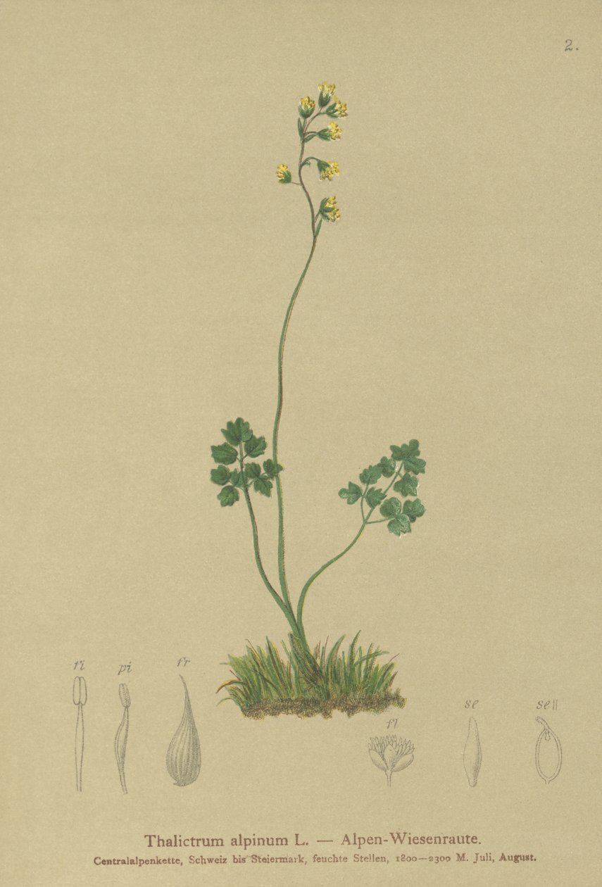 草原通り（Thalictrum alpinum） 作： ドイツ語学校
