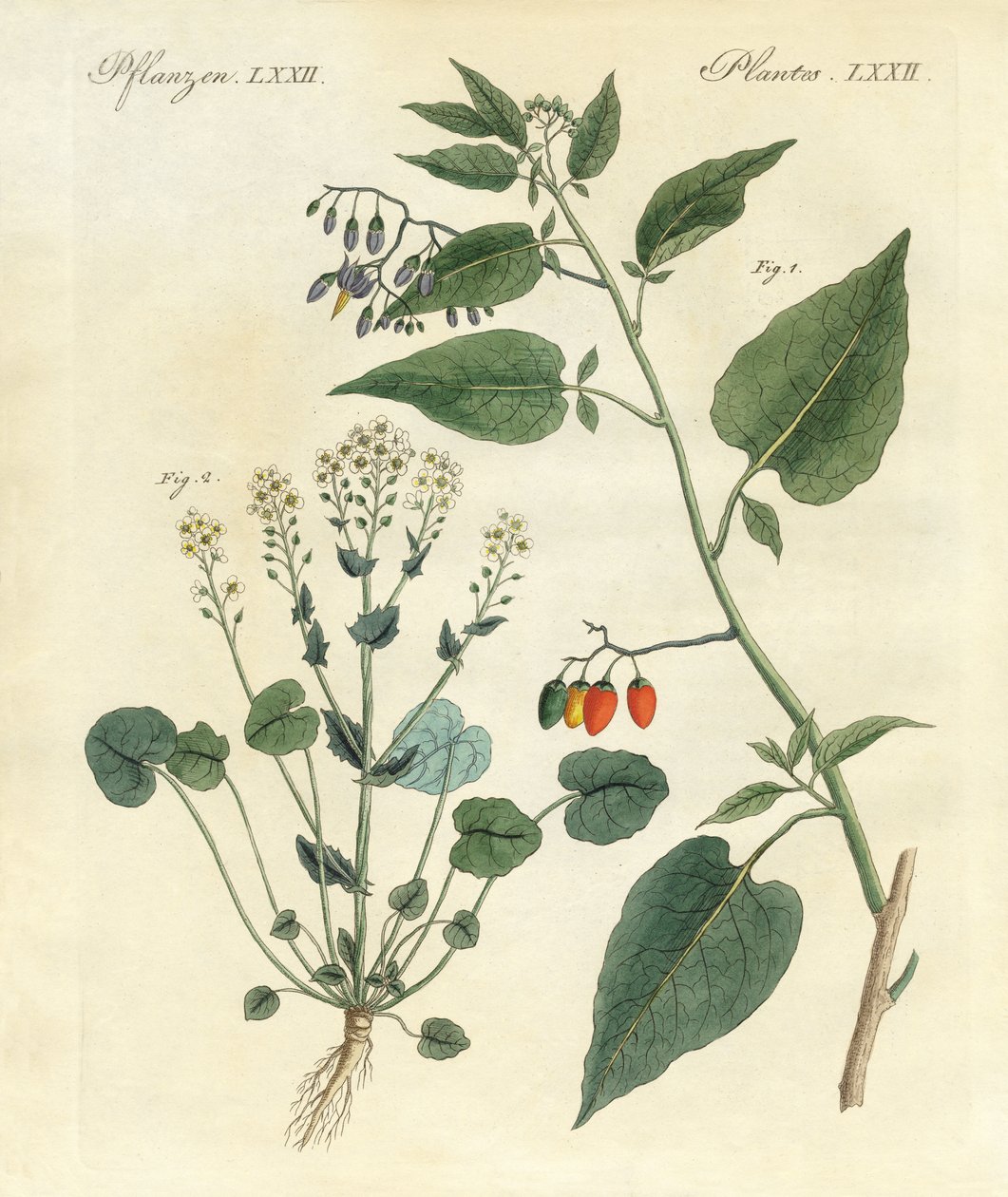 薬用植物 作： ドイツ語学校