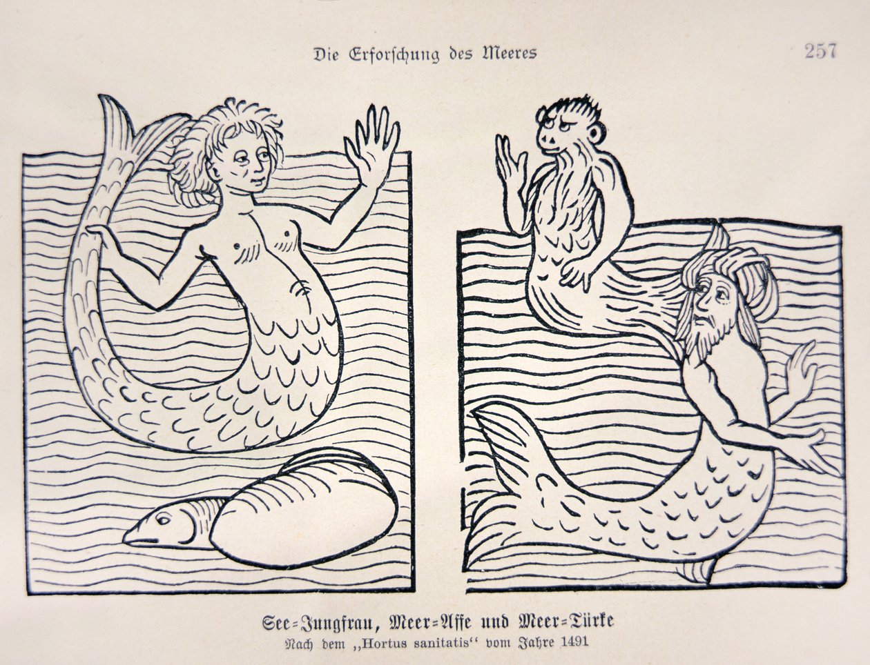 ジェイコブ・マイデンバッハの「Hortus Sanitatis」より人魚とマーマン 作： ドイツ語学校