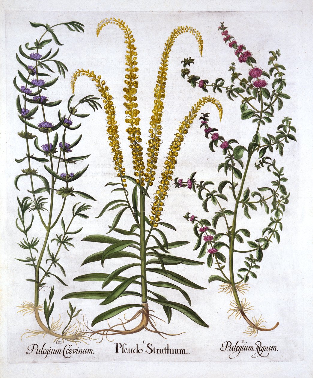 Hortus Eystettensis出身のMignonette、Pennyroyal、Marsh Mint、バジルベスラー（1561-1629）、パブ。 1613（手描きの彫刻） 作： ドイツ語学校