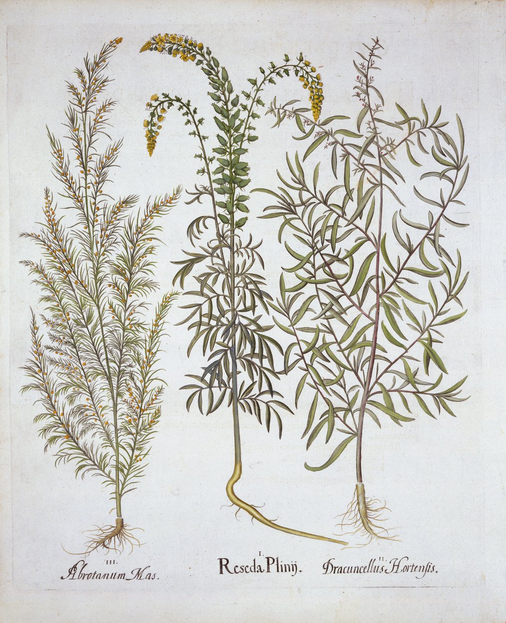 Hortus Eystettensis出身のMignonette、Southernwood、Tarragon、Basil Besler（1561-1629）、パブ。 1613（手塗りの彫刻） 作： ドイツ語学校