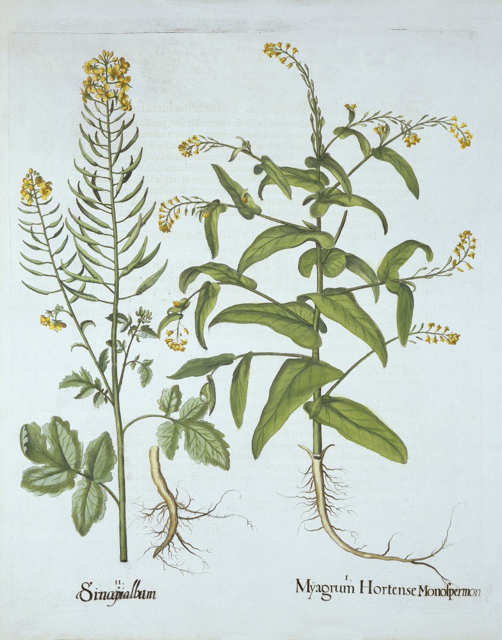 Hortus Eystettensisのマイタークレスとホワイトマスタード、バジルベスラー（1561-1629）、パブ。 1613（手塗りの彫刻） 作： ドイツ語学校