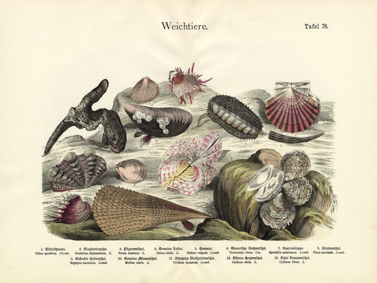 軟体動物、1860年頃 作： ドイツ語学校
