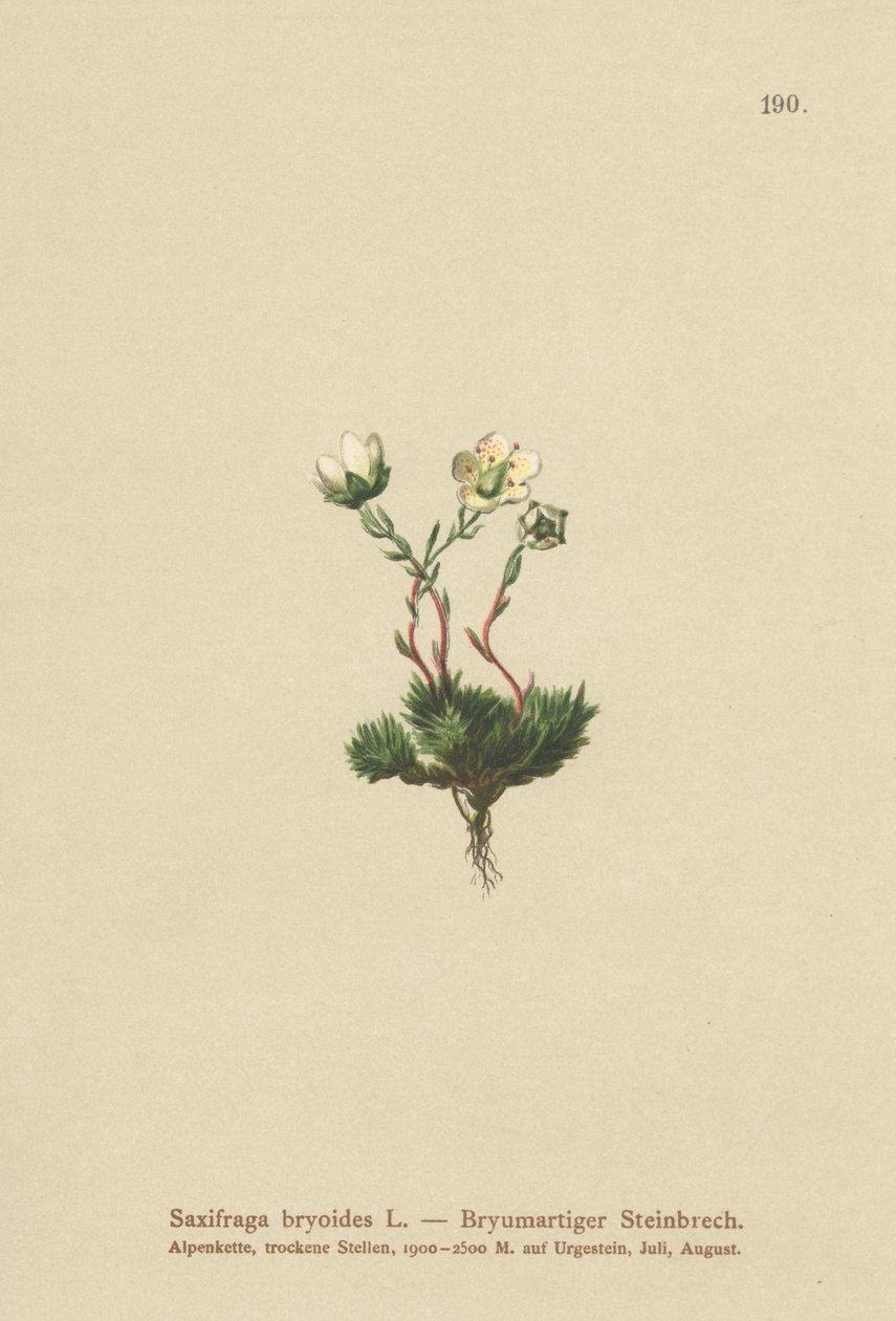 苔状のSaxifrage（Saxifraga bryoides） 作： ドイツ語学校