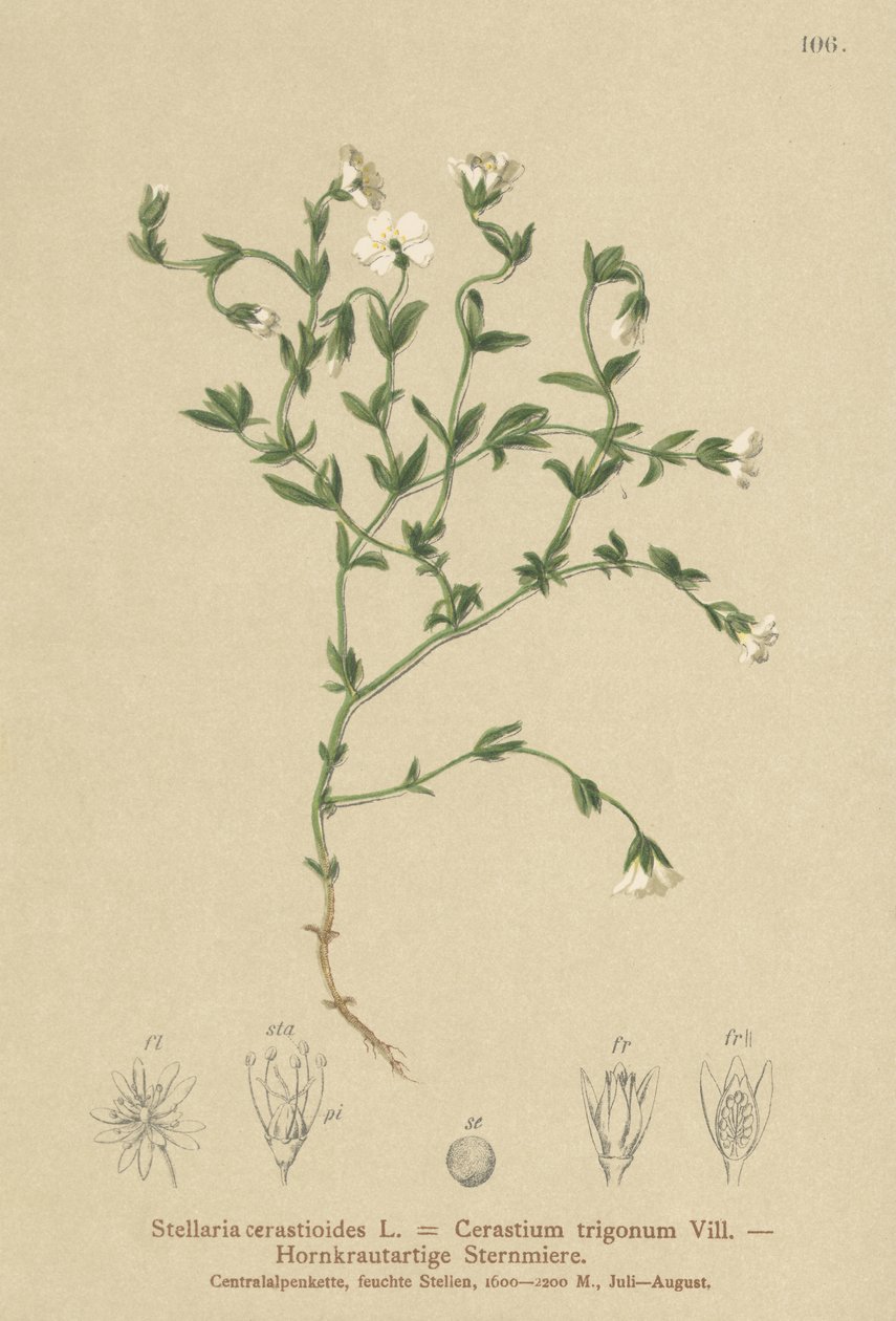 山ハコベ（Stellaria cerastioides、フローラトライアングル） 作： ドイツ語学校