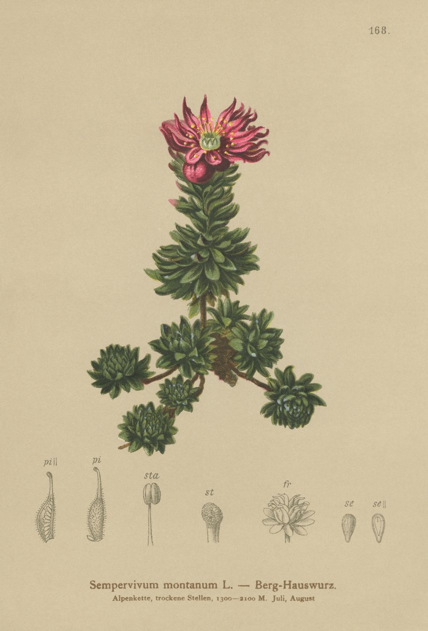 マウンテンハウスリーク（Sempervivum montanum） 作： ドイツ語学校