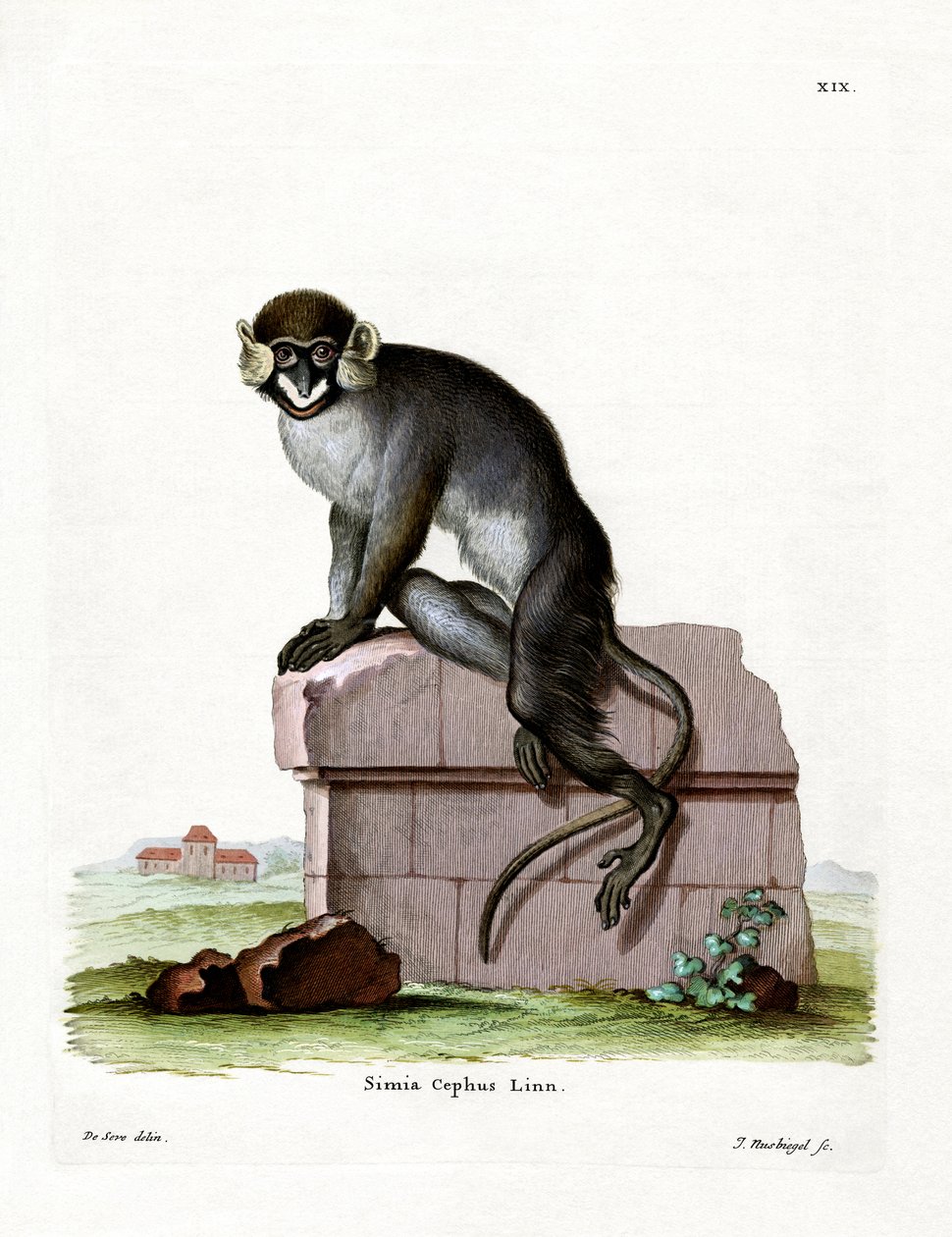 Moustached Guenon (彩色済み彫刻) 作： ドイツ語学校