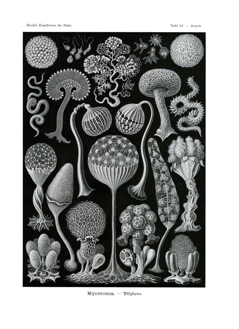 Mycetozoa、1899-1904 作： ドイツ語学校