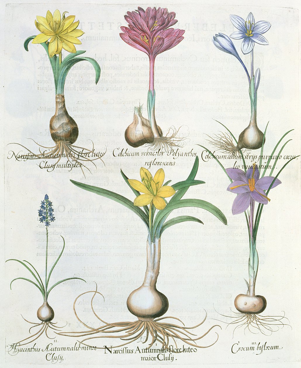 ナルキッシ、クロッカス、ヒヤシンス：1.Narcissus autumnalis; 2.Hyacinthus autumnalis; 3.Crocum biflorum; 4.Colchiumアルバム; 5.Colchium versicolor; 6. BaによるHortus EystettensisからのNarcissus autumnalis 作： ドイツ語学校