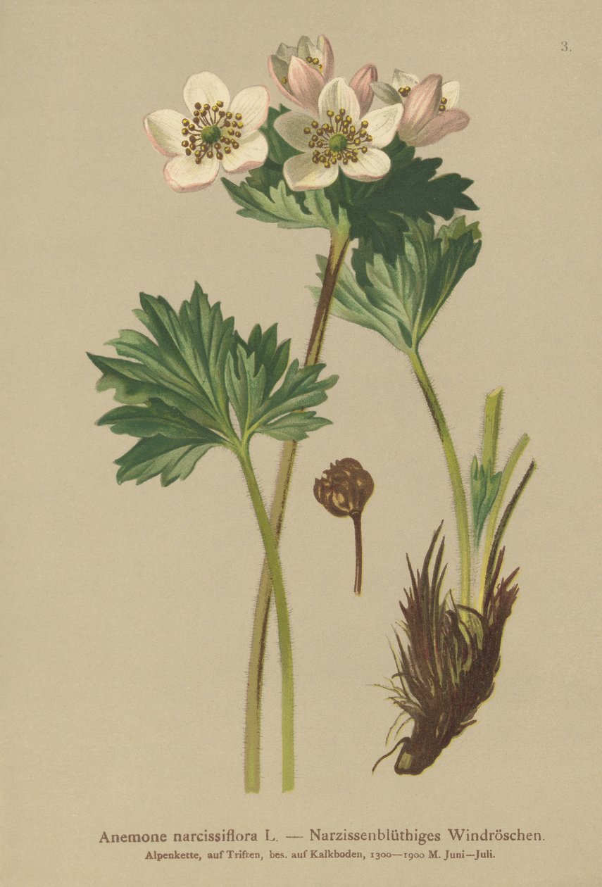 水仙開花アネモネ（Anemone narcissiflora） 作： ドイツ語学校
