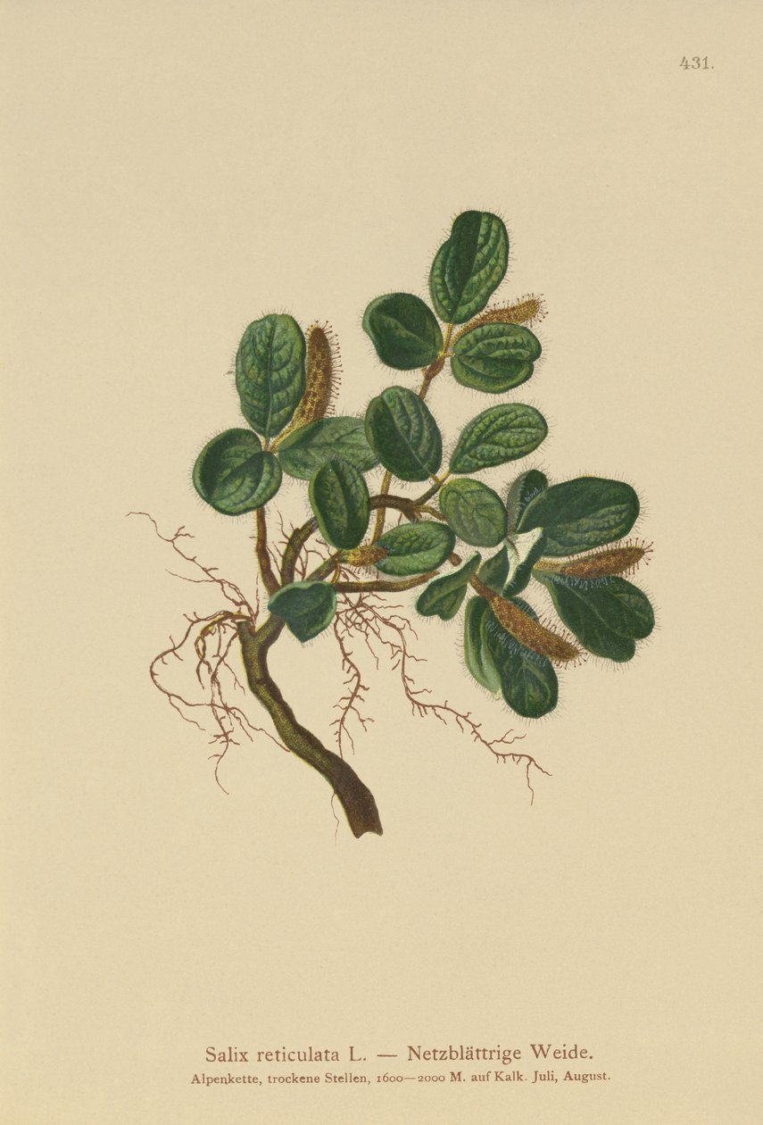 純葉ウィロー（Salix reticulata） 作： ドイツ語学校