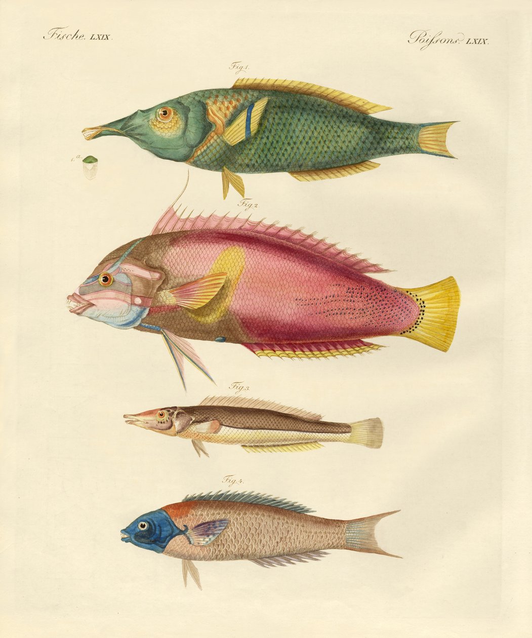 新発見の魚（彩色済み彫刻 作： ドイツ語学校