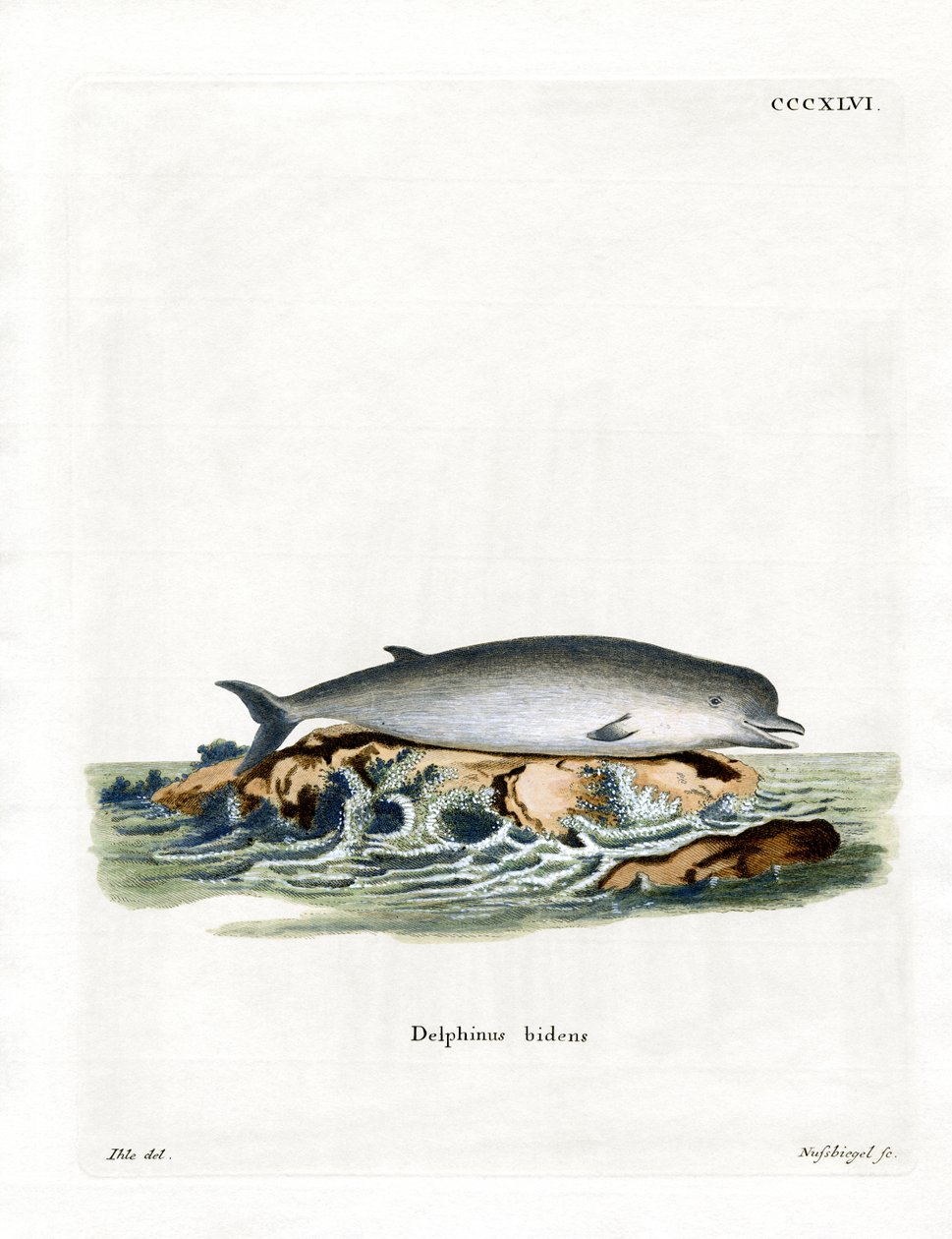 アカボウクジラ（彩色済み彫刻 作： ドイツ語学校