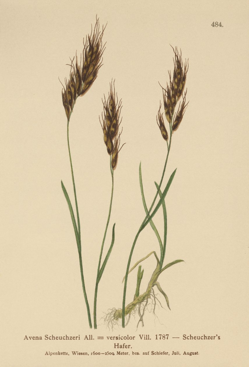 オートグラス（Avena Scheuchzeri、Avena versicolor、Avena alpina） 作： ドイツ語学校