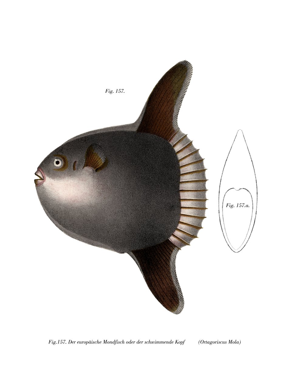 マンボウ（カラーリトグラフ 作： ドイツ語学校
