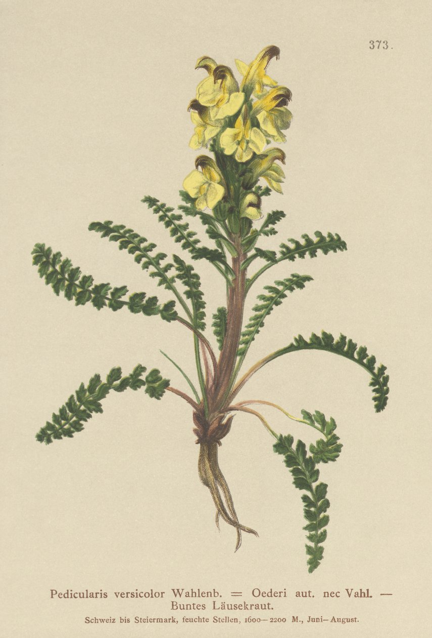 オイダーシラミ（Pedicularis versicolor、Pedicularis Oederi） 作： ドイツ語学校