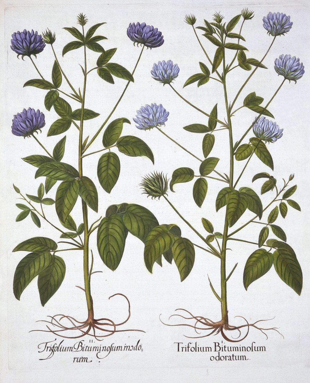 一輪のクローバー、Hortus Eystettensis、Basil Besler（1561-1629）、パブ。 1613（手塗りの彫刻） 作： ドイツ語学校