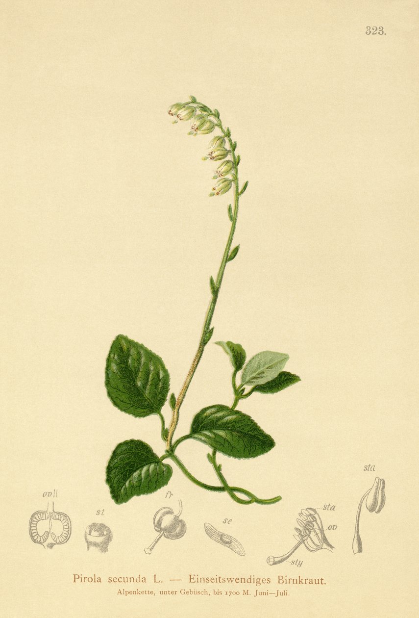 片側ウィンターグリーン（Pirola secunda、Pyrola secunda、Orthilia secunda、Ramischia elatior、Ramischia secunda） 作： ドイツ語学校