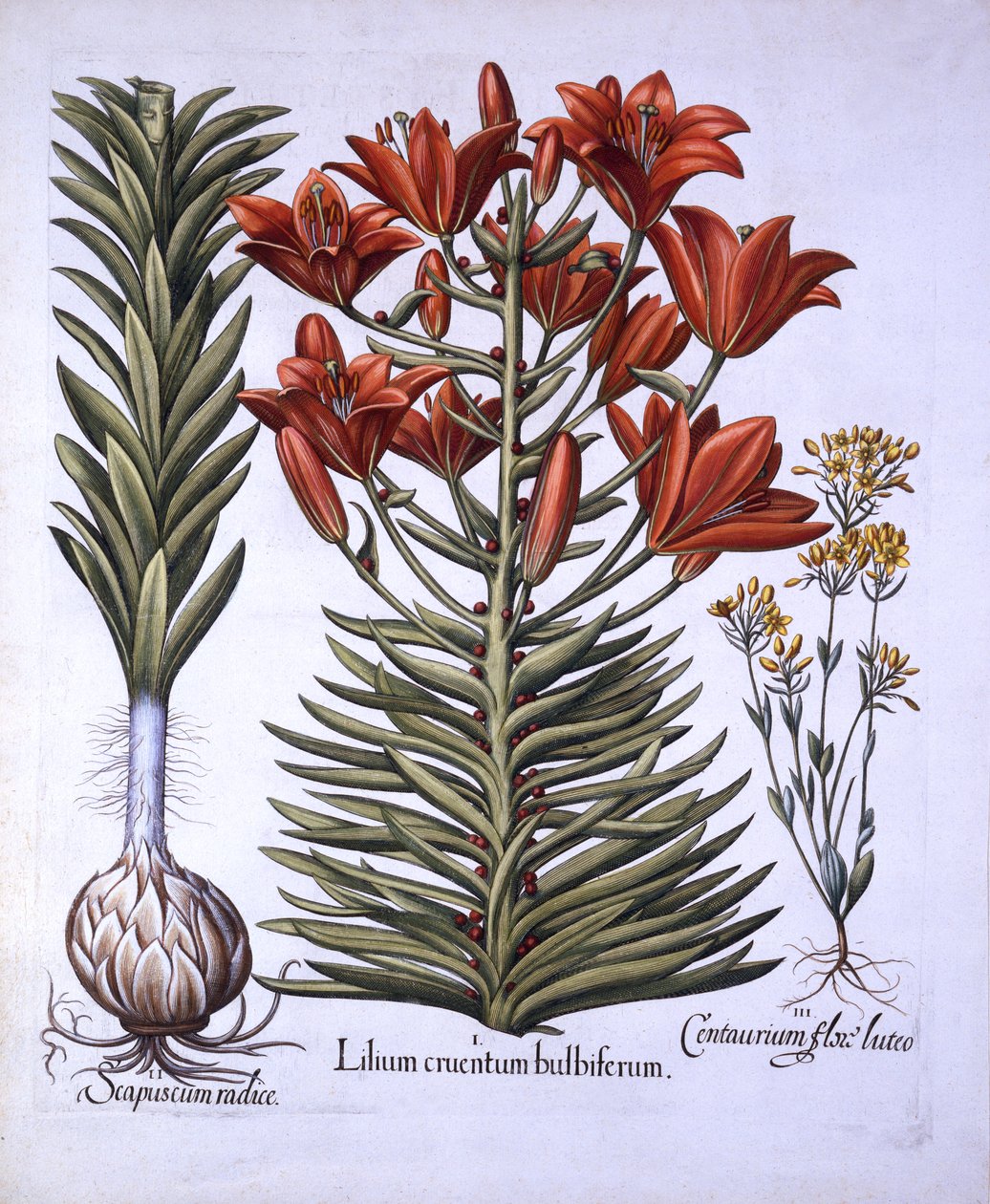 オレンジ色のユリ、バルビルスと球根、後期開花のブラックストリア、ホルトゥスEystettensis、Basil Besler（1561-1629）、パブ。 1613（手描きの彫刻） 作： ドイツ語学校