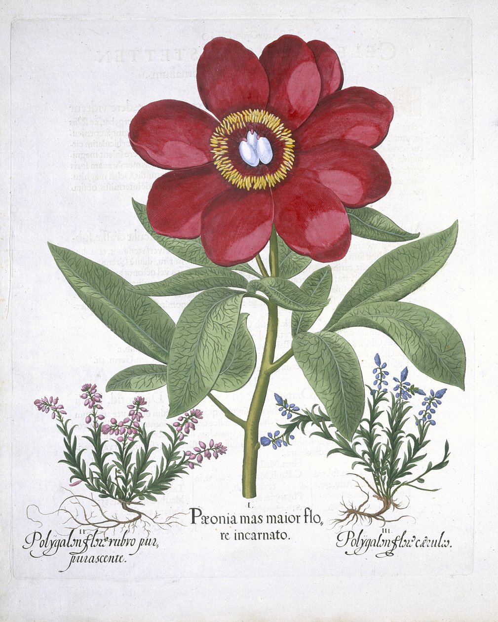 バジルベスラー（1561-1629）pubによるHortus Eystettensisからの牡丹と2つのポリガロン。 1613（手描きの彫刻） 作： ドイツ語学校