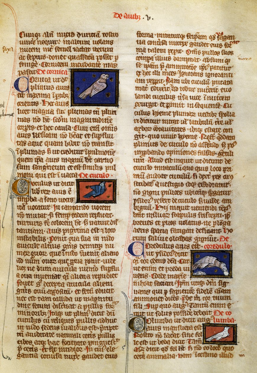 アルベルトゥス・マグヌス（1200-1280年頃）の『De Natura Rerum』の鳥に関するページ。 作： ドイツ語学校