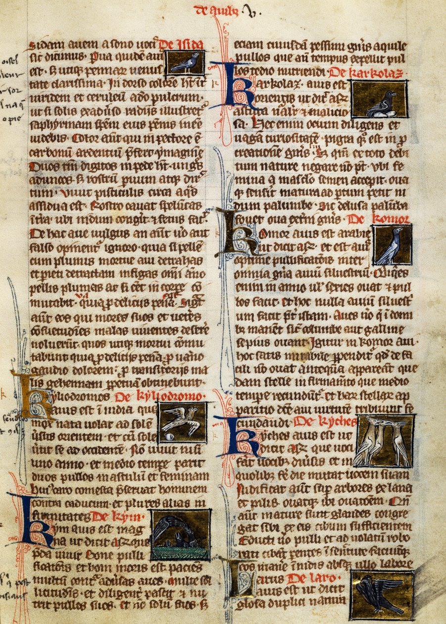アルベルトゥス・マグヌス（1200-1280年頃）の『De Natura Rerum』の鳥に関するページ。 作： ドイツ語学校