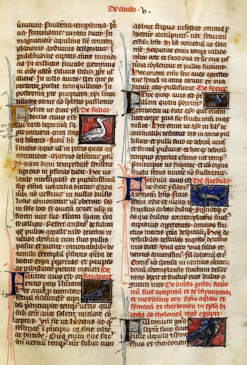 アルベルトゥス・マグヌス（1200-1280年頃）の『De Natura Rerum』の鳥に関するページ。 作： ドイツ語学校