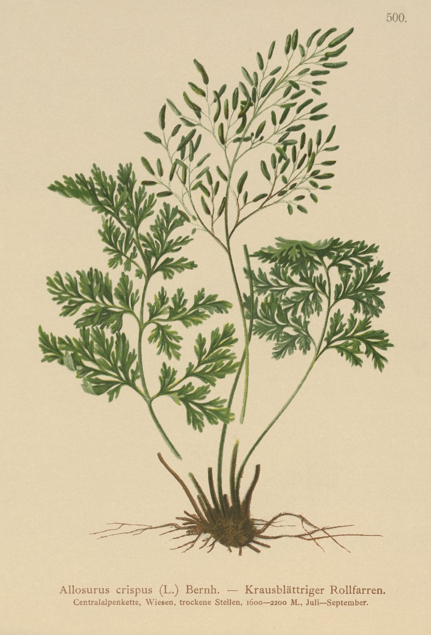 パセリシダ（Allosurus crispus、Cryptogramma crispa、Osmunda crispa、Allosorus crispus） 作： ドイツ語学校