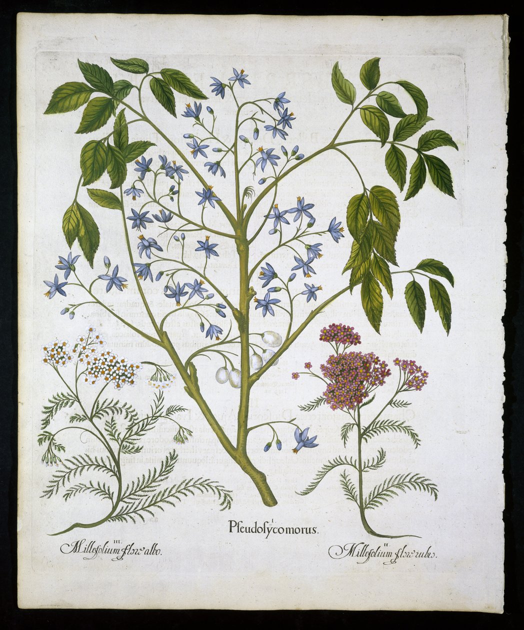 ペルシャのライラックまたはインドの誇り、およびバジルベスラー（1561-1629）によるHortus EystettensisのAchillea Millefolium（兵士のウンドワート）プレート136 1613（手描きの彫刻） 作： ドイツ語学校