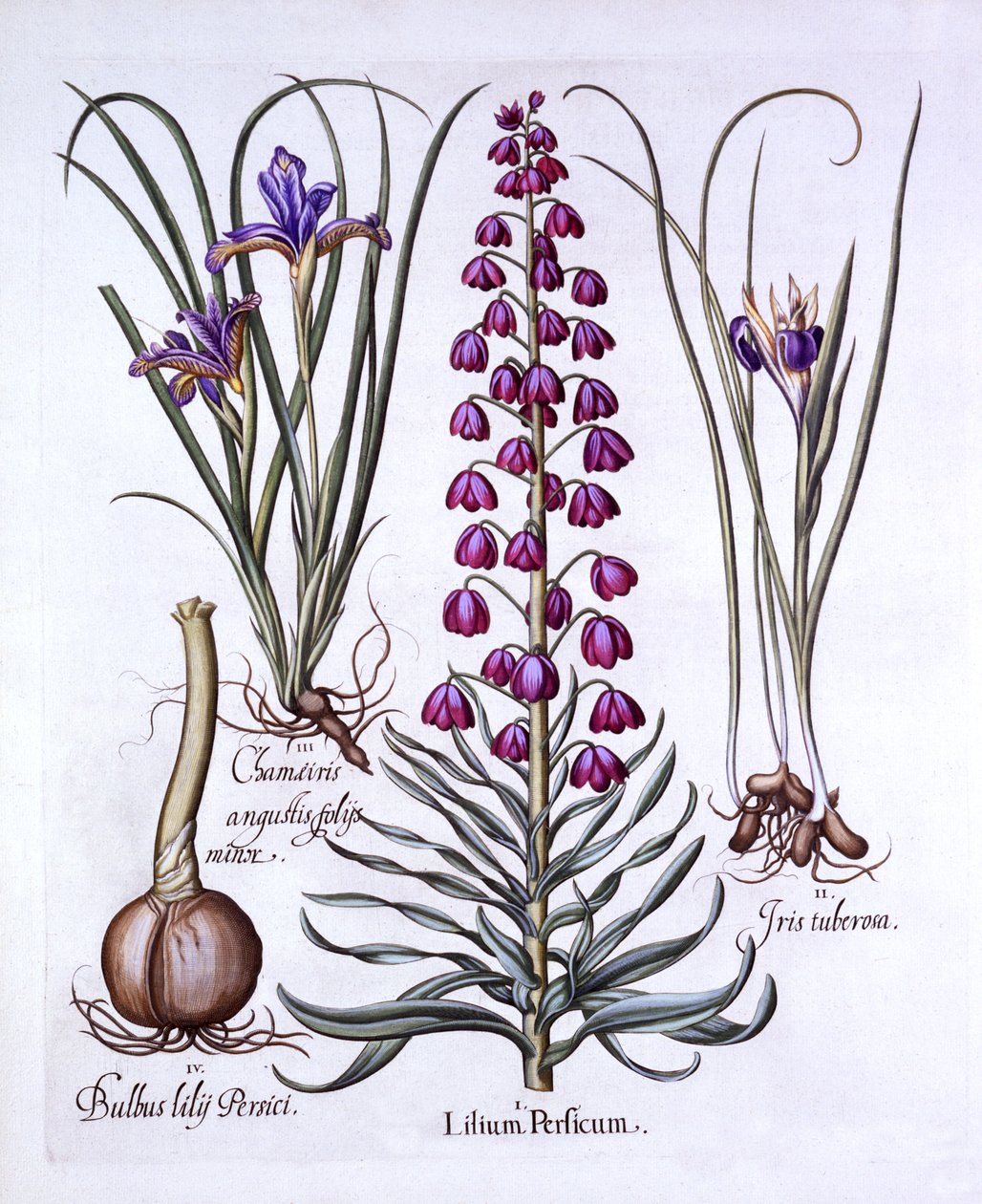 ペルシャのユリとアイリス、Hortus Eystettensis作、Basil Besler（1561-1629）、パブ。 1613（手描きの彫刻） 作： ドイツ語学校