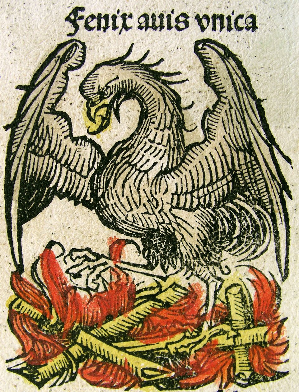 フェニックスは1493年にニュルンベルククロニクルで出版されました 作： ドイツ語学校